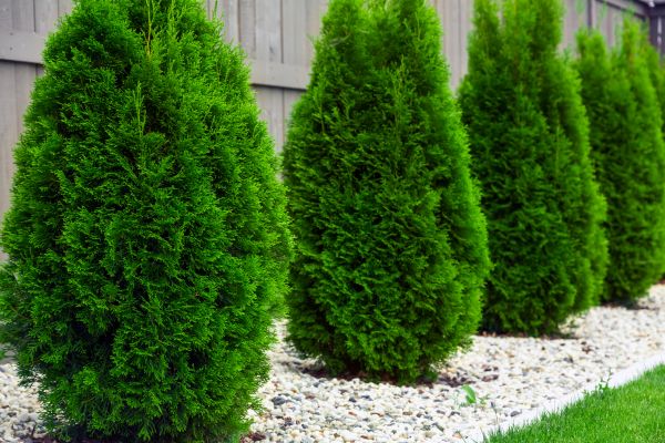 Arborvitae Planting in Suwanee