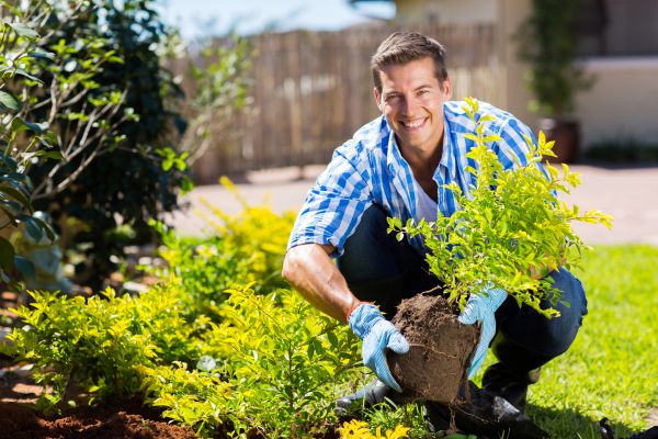Bush Planting Service in Suwanee