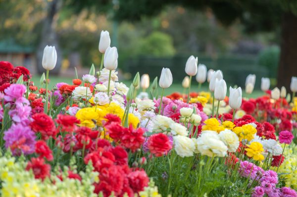 Gardening Service in Suwanee