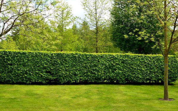 Hedge Planting in Suwanee