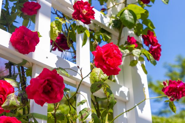 Home Gardening Service in Suwanee