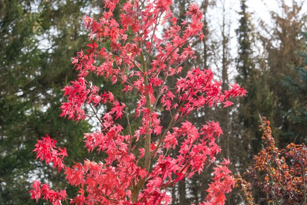 Japanese Maple Planting in Suwanee