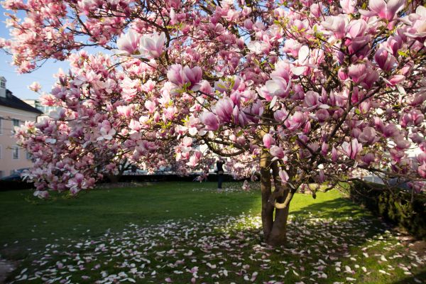 Magnolia Tree Planting in Suwanee