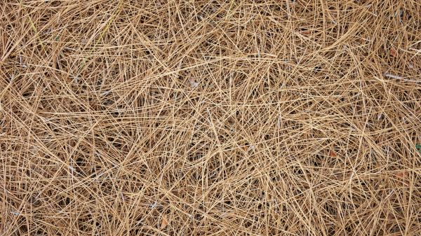 Pine Needles Delivery in Suwanee