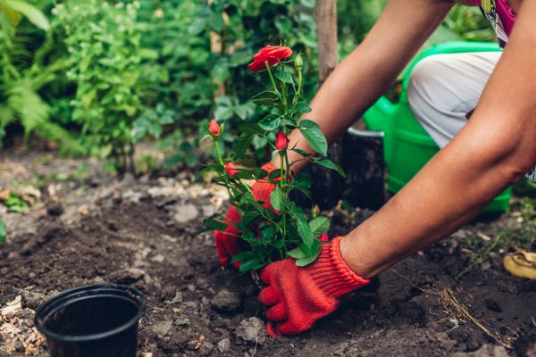 Planting Service in Suwanee