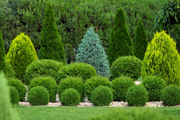 Shrub Replacement in Suwanee