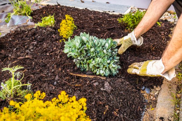 Weeding And Mulching in Suwanee
