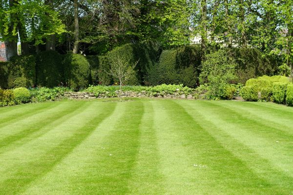 Lawn Renovation in Suwanee
