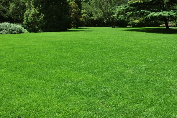 Lawn Landscaping in Suwanee