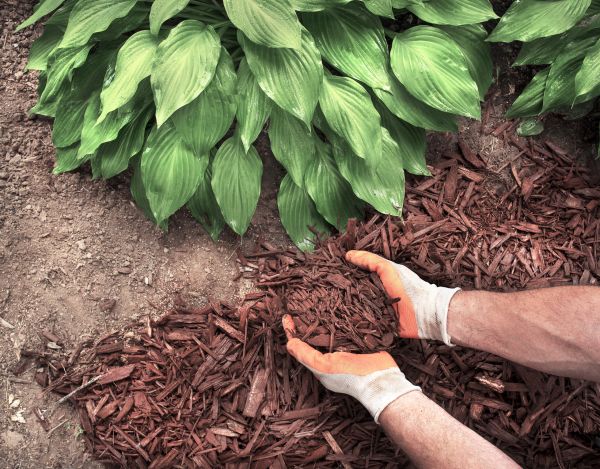 Shredded Mulch Service in Suwanee