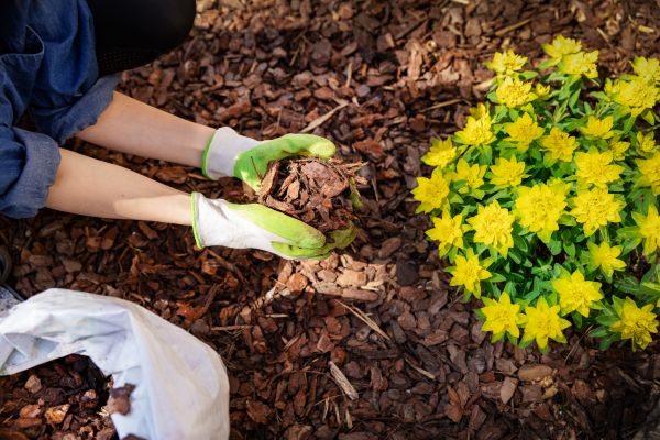 Pine Bark Mulch Installation in Suwanee
