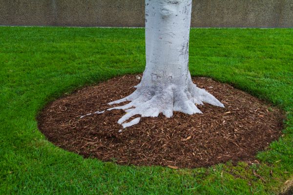 Brown Mulch Installation in Suwanee