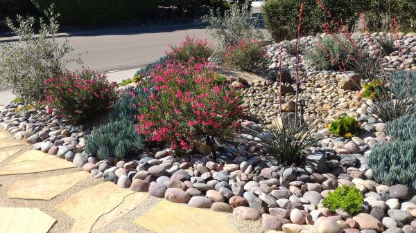 Xeriscape Landscaping in Suwanee