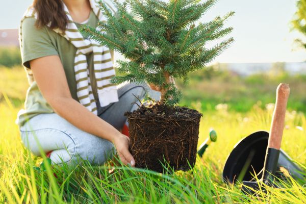 Spruce Tree Planting in Suwanee