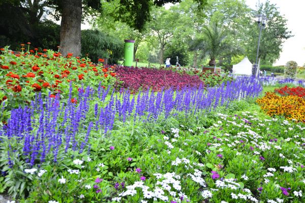 Perennials Planting in Suwanee
