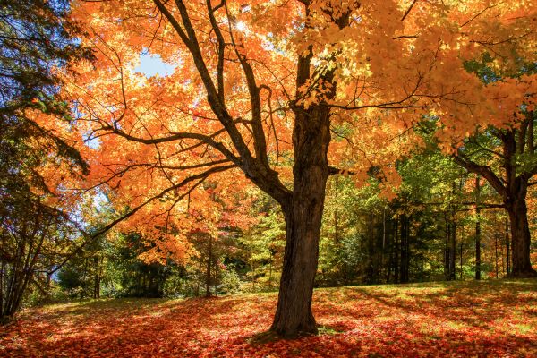 Maple Tree Planting in Suwanee