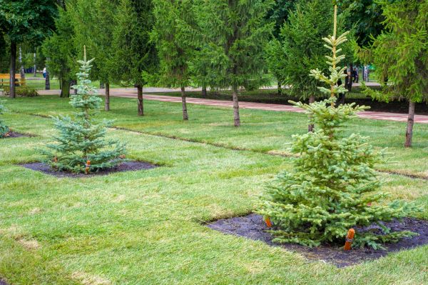 Privacy Trees Planting in Suwanee