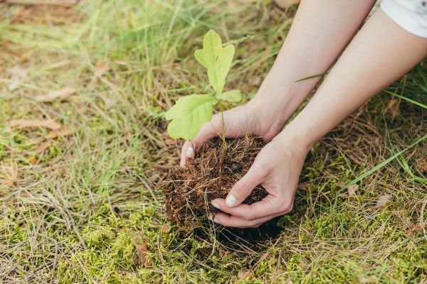 Oak Tree Planting in Suwanee
