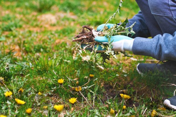 Flower Bed Clearing in Suwanee