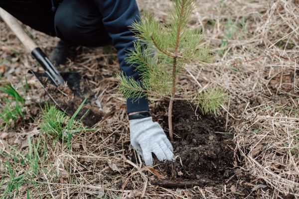 Pine Tree Planting in Suwanee