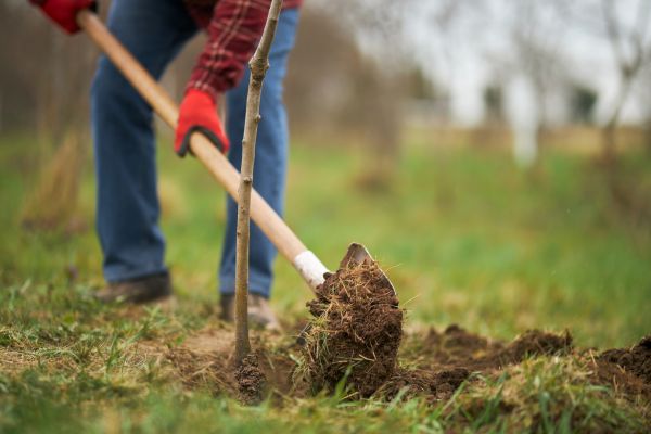 Trees Planting in Suwanee