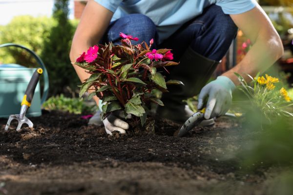Plant Replacement in Suwanee