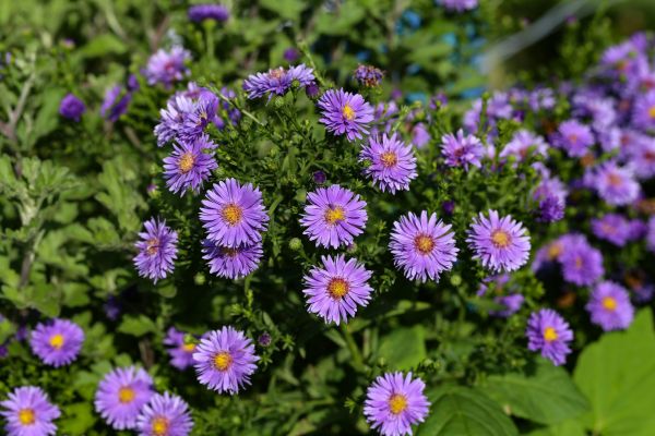 Perennial Flower Planting in Suwanee