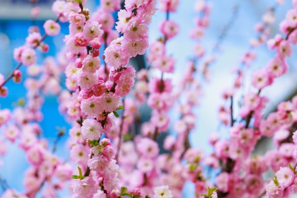 Japanese Cherry Tree Planting in Suwanee