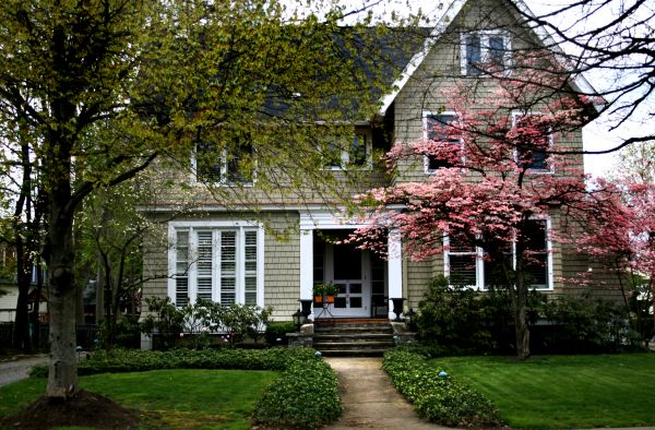 Ornamental Tree Planting in Suwanee
