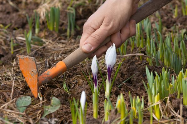 Flower Garden Weeding in Suwanee