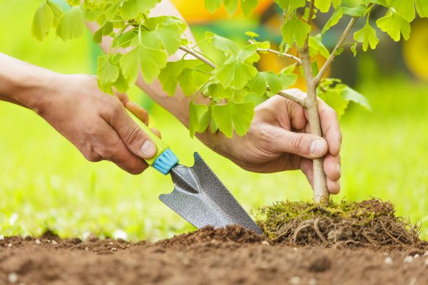 Fruit Tree Planting in Suwanee
