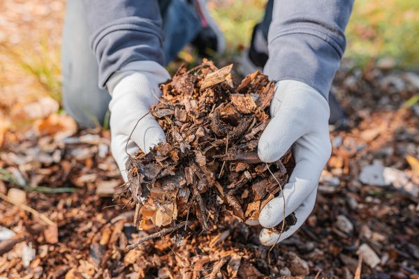 Shredded Mulch Installation in Suwanee
