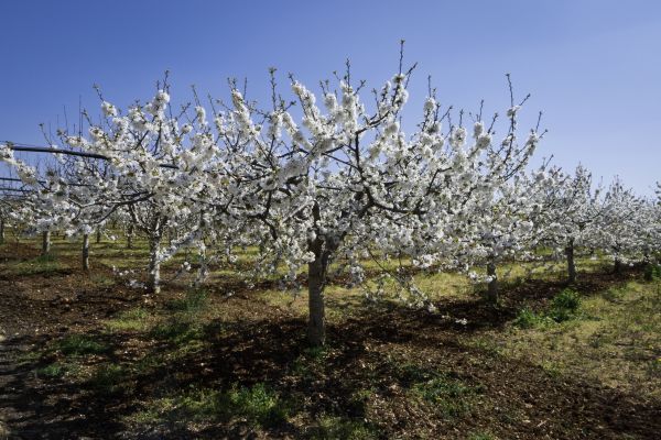 Orchard Planting in Suwanee