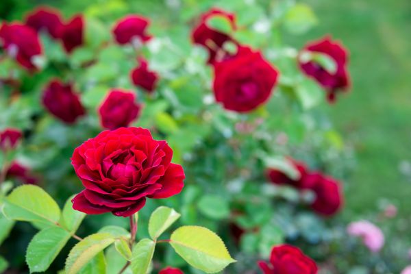 Rose Planting in Suwanee