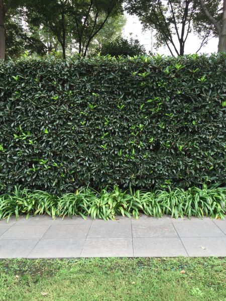 Privacy Shrub Planting in Suwanee