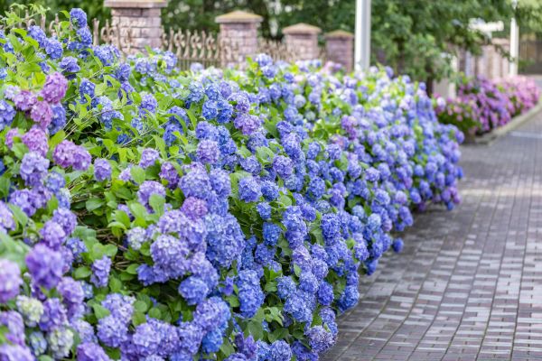 Hydrangea Landscaping in Suwanee