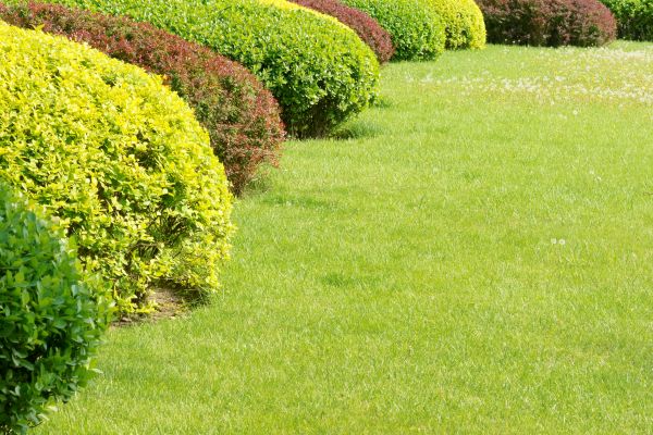 Shrubbery Planting in Suwanee