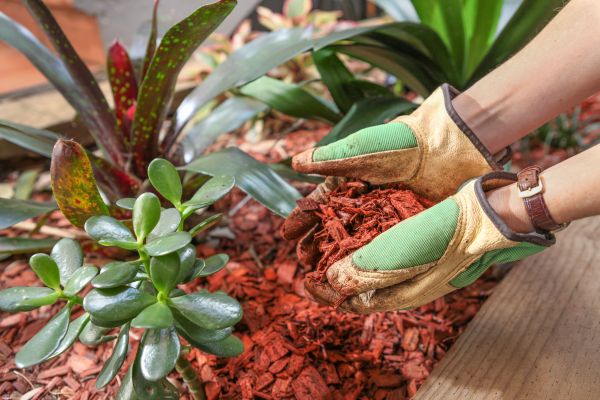Cedar Mulch Installation in Suwanee