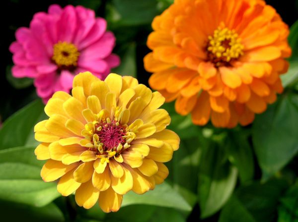 Zinnia Planting in Suwanee