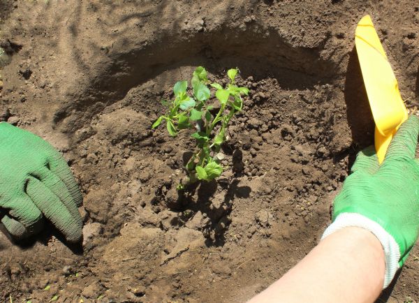 Rose Bush Planting in Suwanee