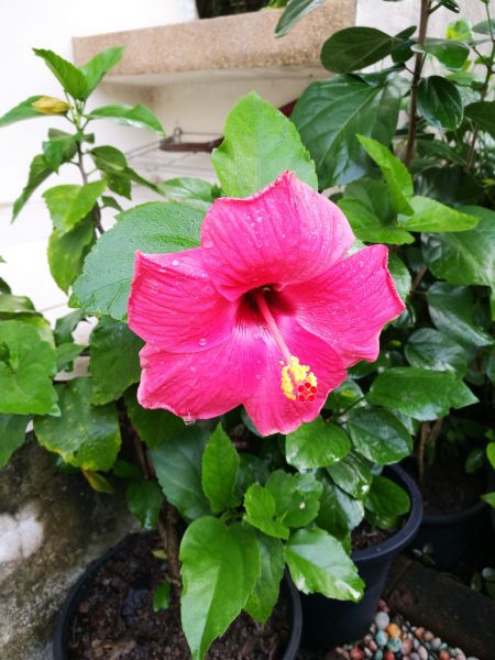 Hibiscus Planting in Suwanee
