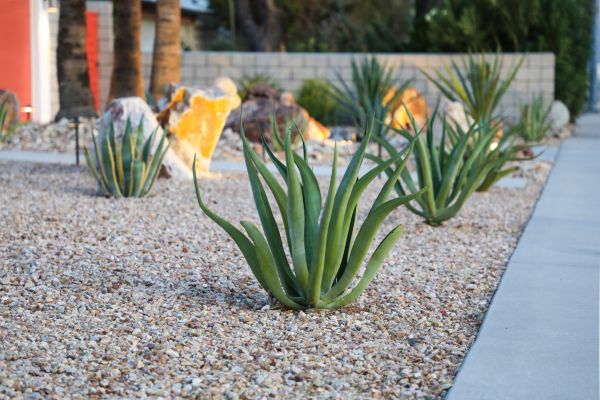 Drought Resistant Landscaping in Suwanee