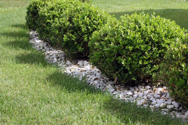 Boxwood Planting in Suwanee