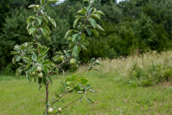 Apple Tree Planting in Suwanee