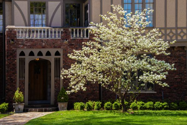 Dogwood Tree Planting in Suwanee