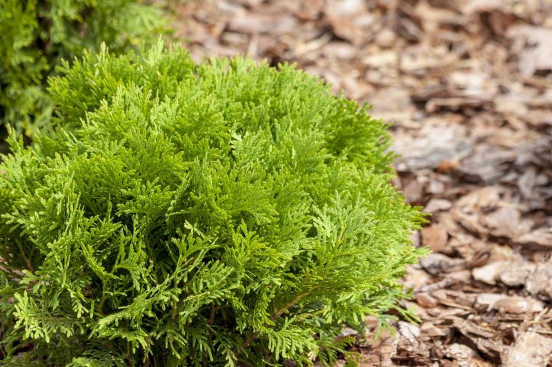 Cypress Mulch Delivery