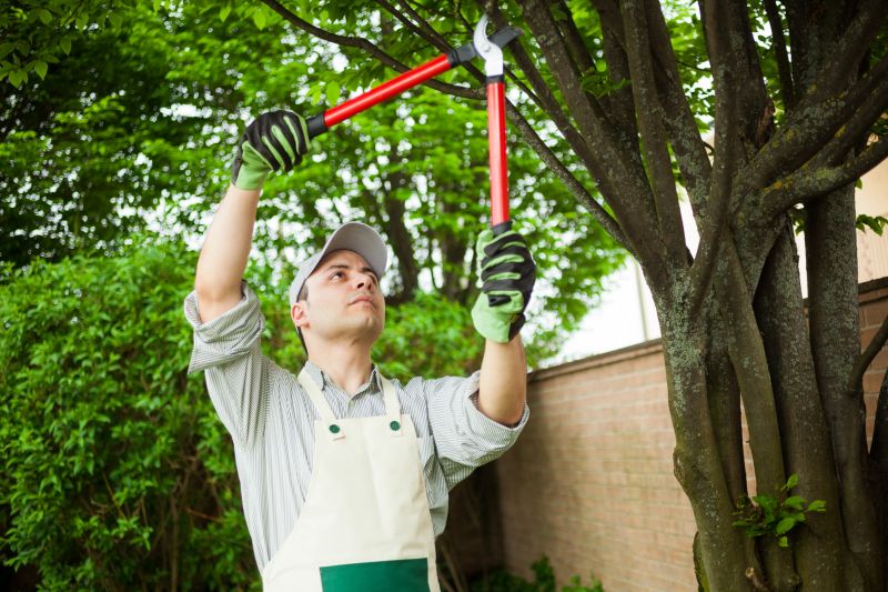 Pruning and Tree Care